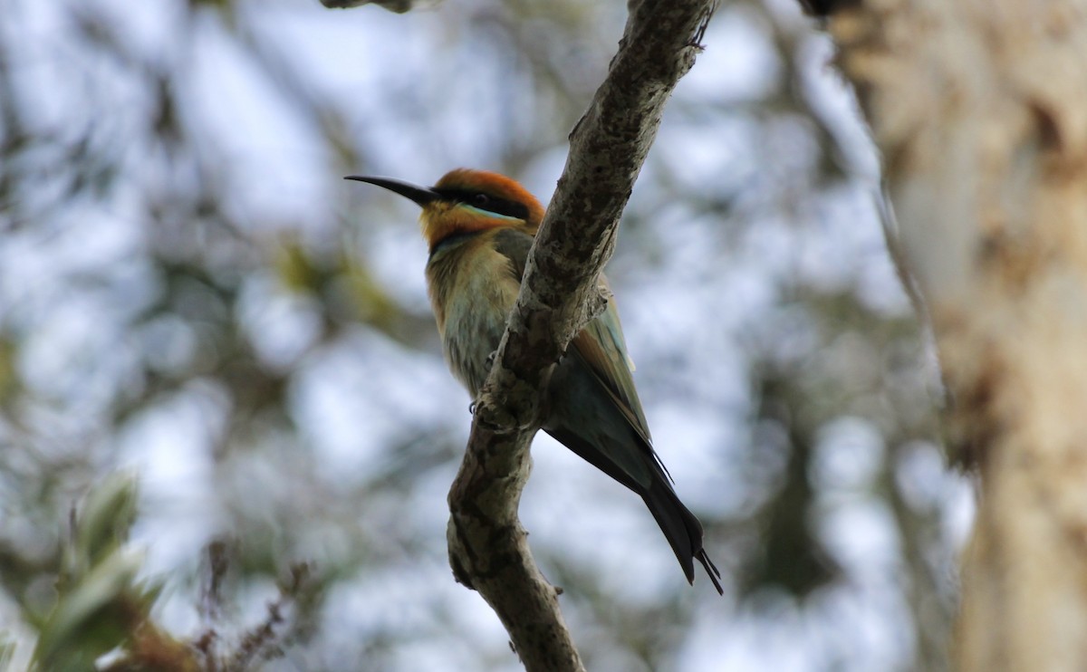 Rainbow Bee-eater - ML621060513