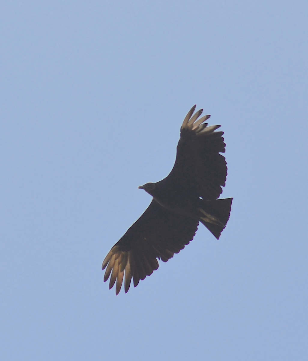 Black Vulture - ML621060539
