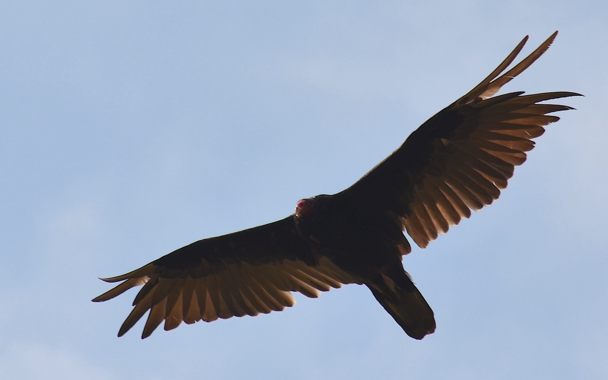 Turkey Vulture - ML621060541
