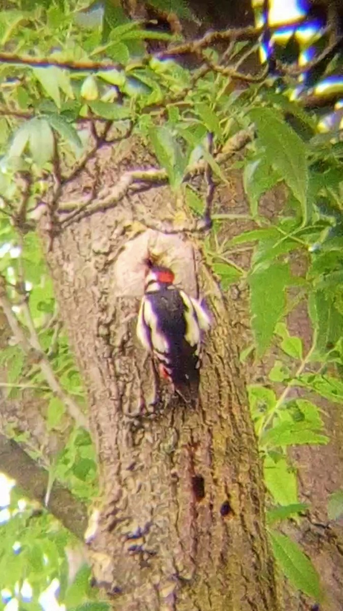Great Spotted Woodpecker - ML621060552