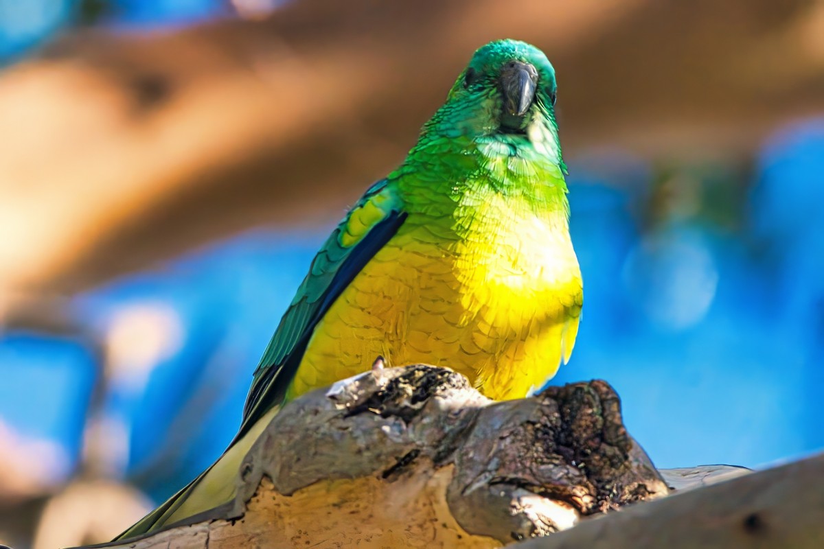 Red-rumped Parrot - ML621060580