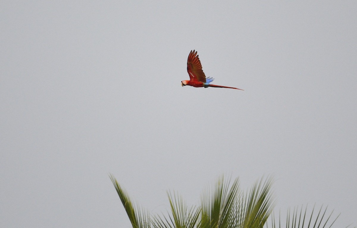 Scarlet Macaw - ML621060590