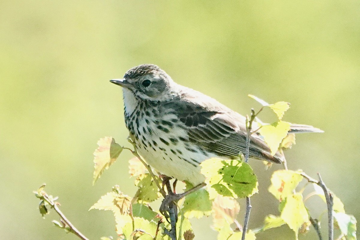 Meadow Pipit - ML621060601