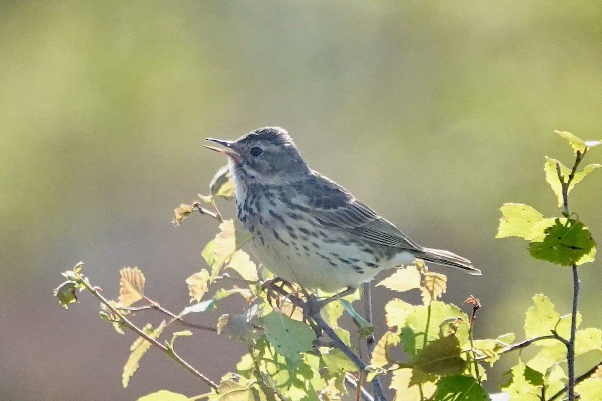 Meadow Pipit - ML621060602