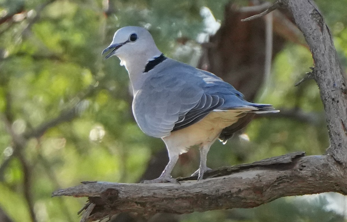 Ring-necked Dove - ML621060634
