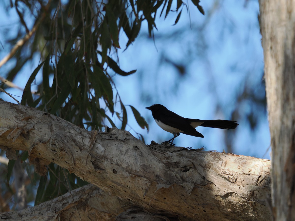 Willie-wagtail - ML621060645