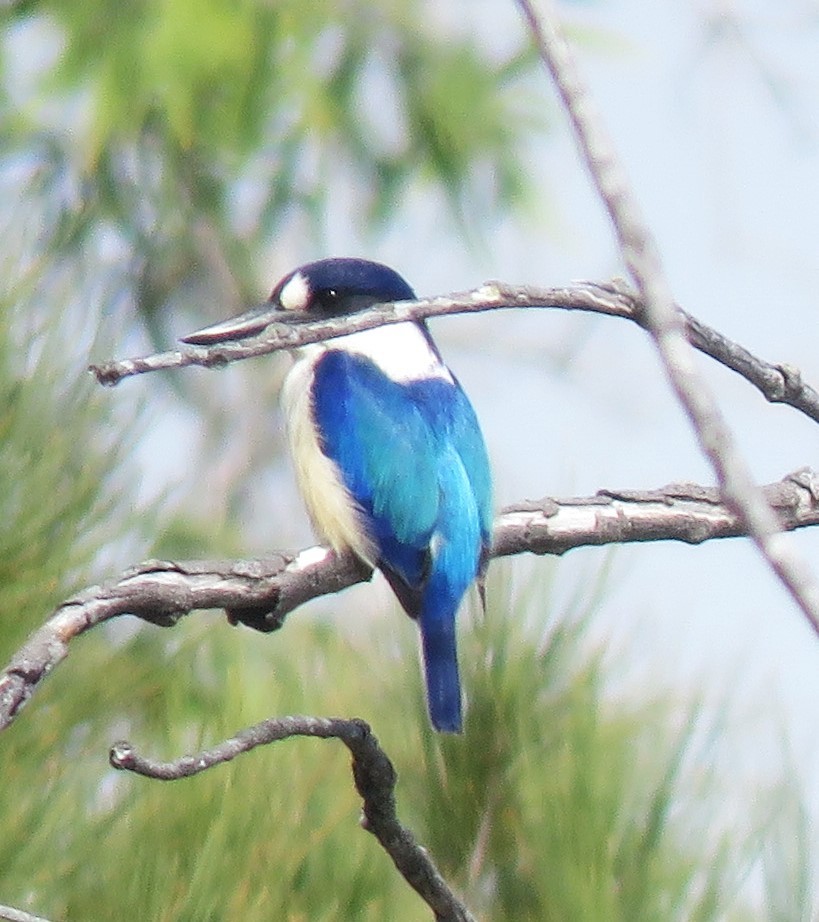 Forest Kingfisher - ML621060685