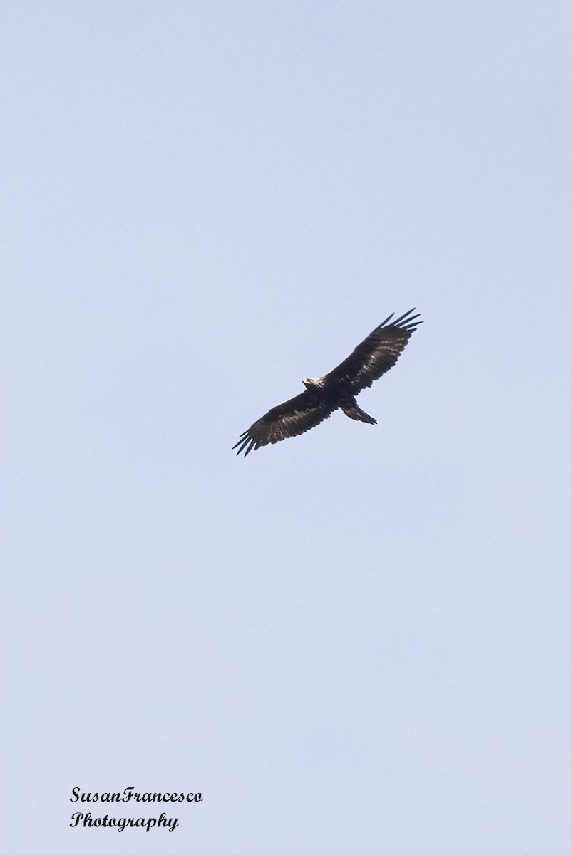 White-tailed Eagle - ML621060711