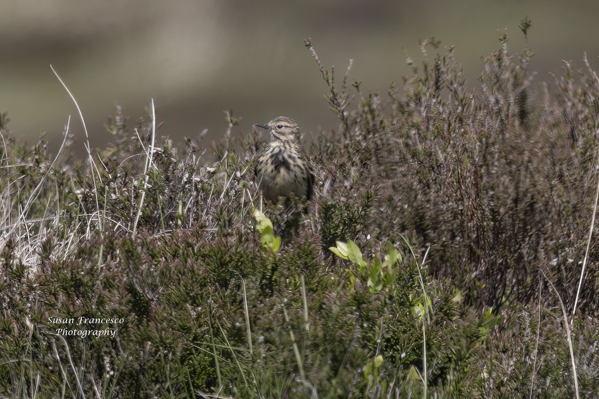 Meadow Pipit - ML621060719