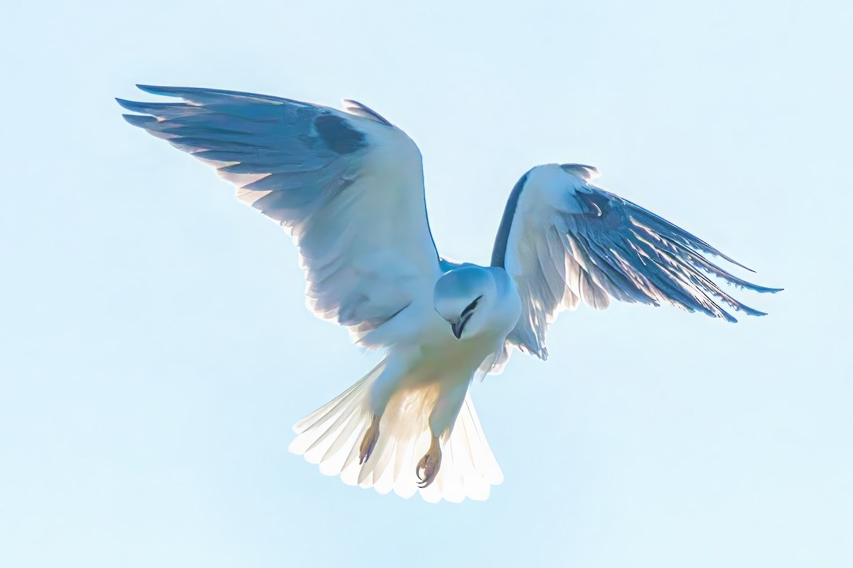 Black-shouldered Kite - Alfons  Lawen