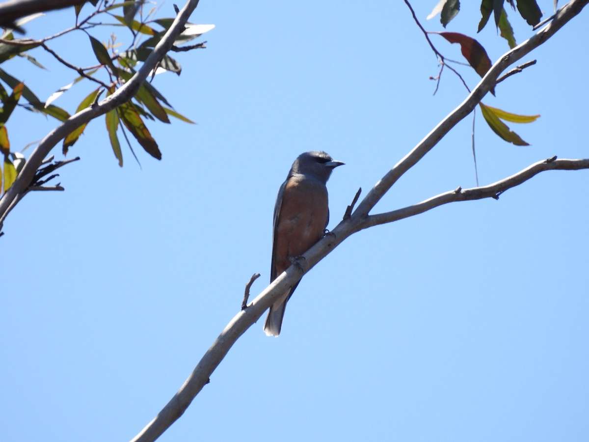 White-browed Woodswallow - ML621060733