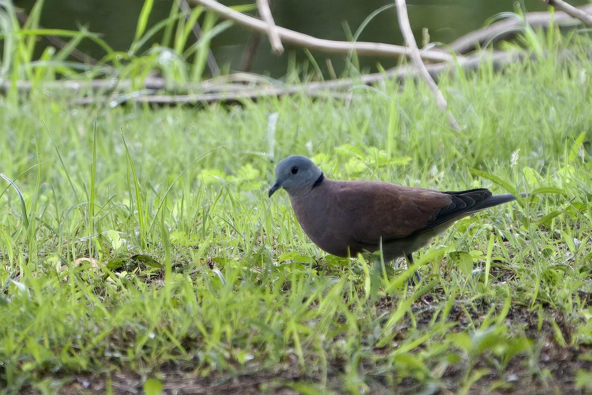 Red Collared-Dove - ML621060739