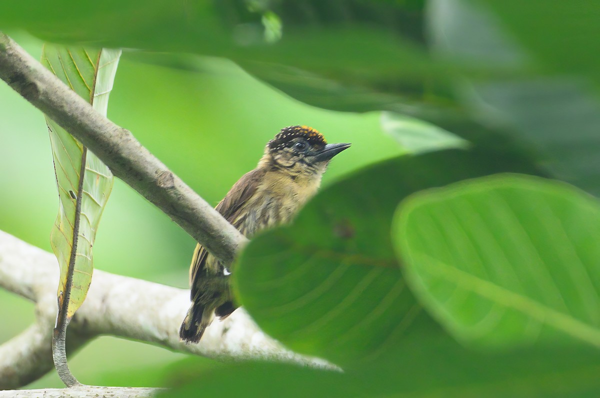 Olivaceous Piculet - ML621060747