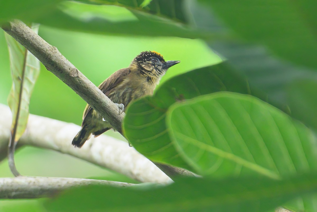 Olivaceous Piculet - ML621060748