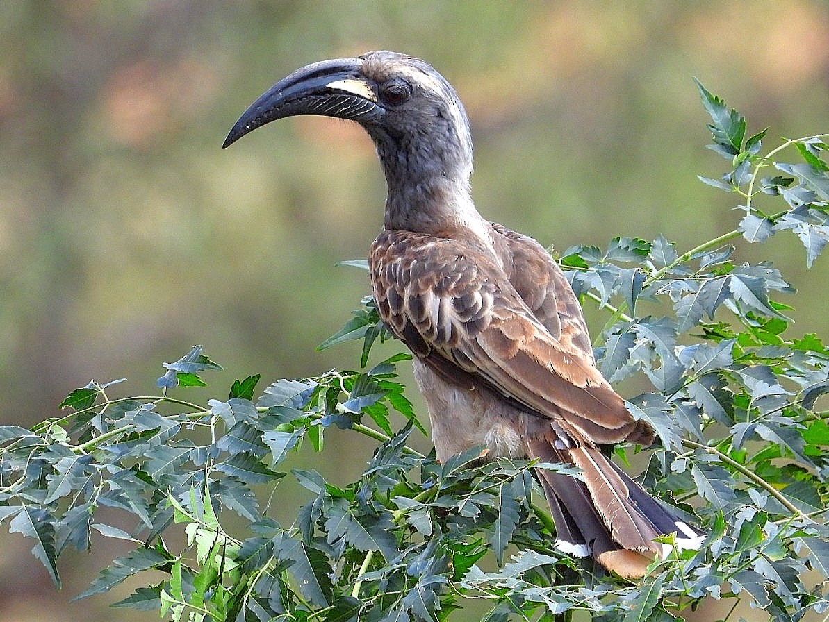African Gray Hornbill - ML621060800