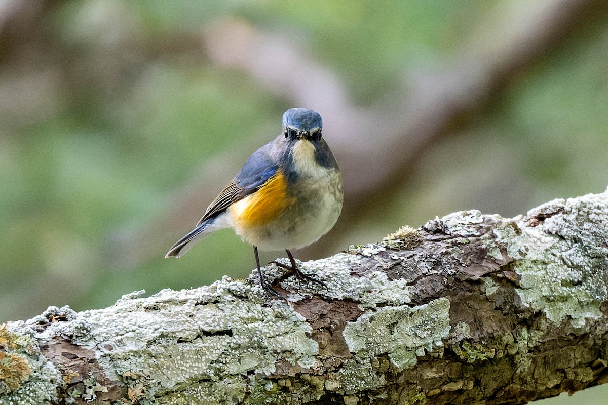 Red-flanked Bluetail - ML621060811