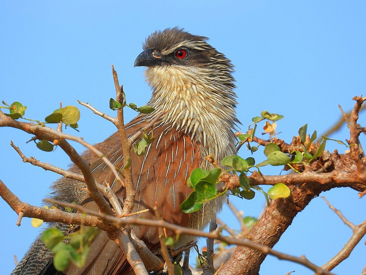 White-browed Coucal - ML621060841