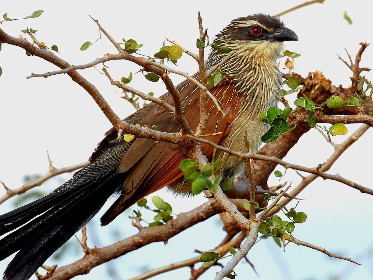 White-browed Coucal - ML621060846