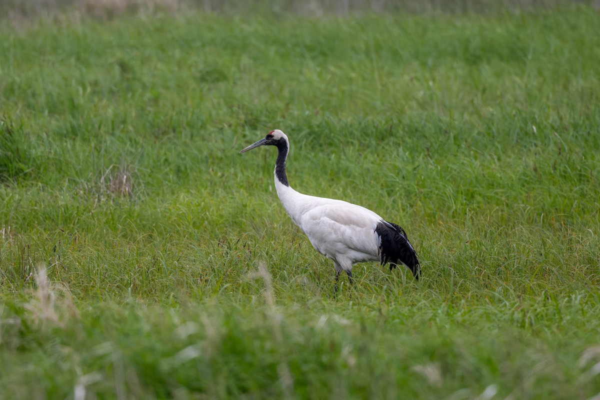 Red-crowned Crane - ML621060873