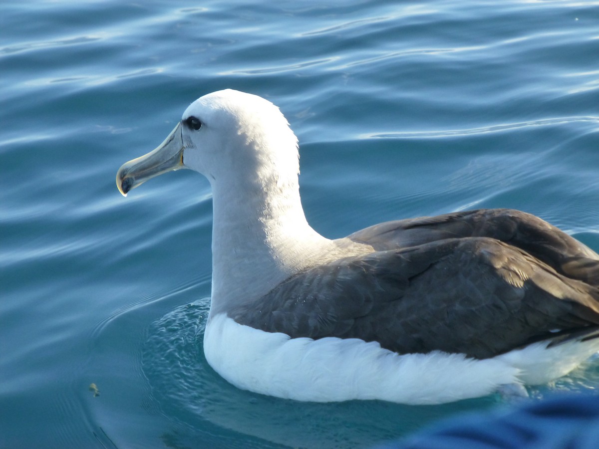 Albatros de Salvin - ML621060895