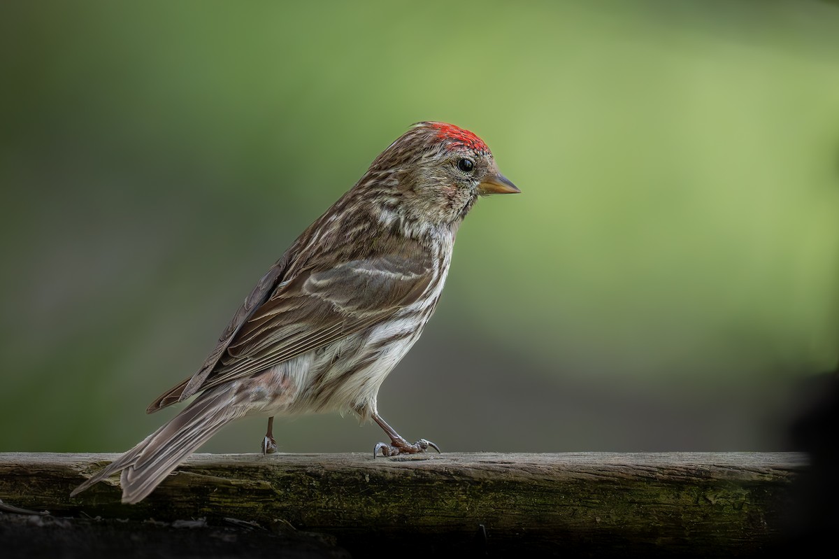 Common Redpoll - Uriel Levy