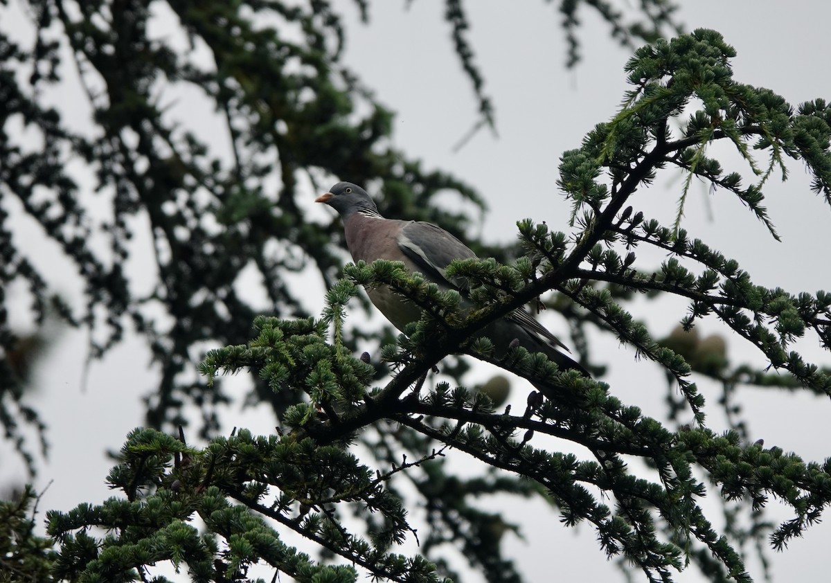 Common Wood-Pigeon - ML621060911