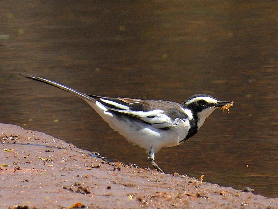 African Pied Wagtail - ML621060923
