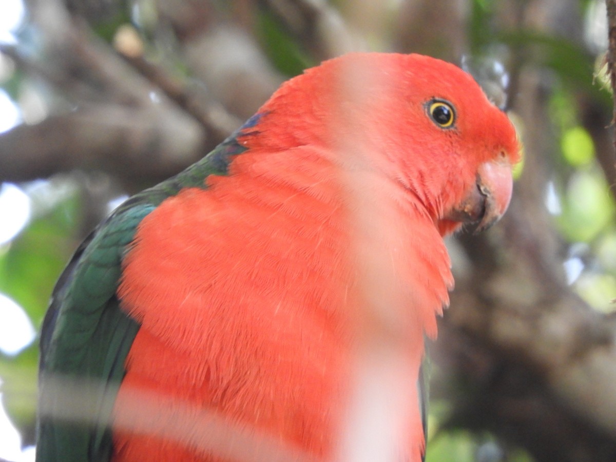 Australian King-Parrot - ML621060936