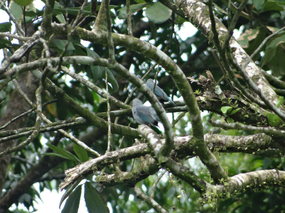 Blue-gray Tanager - ML621060939