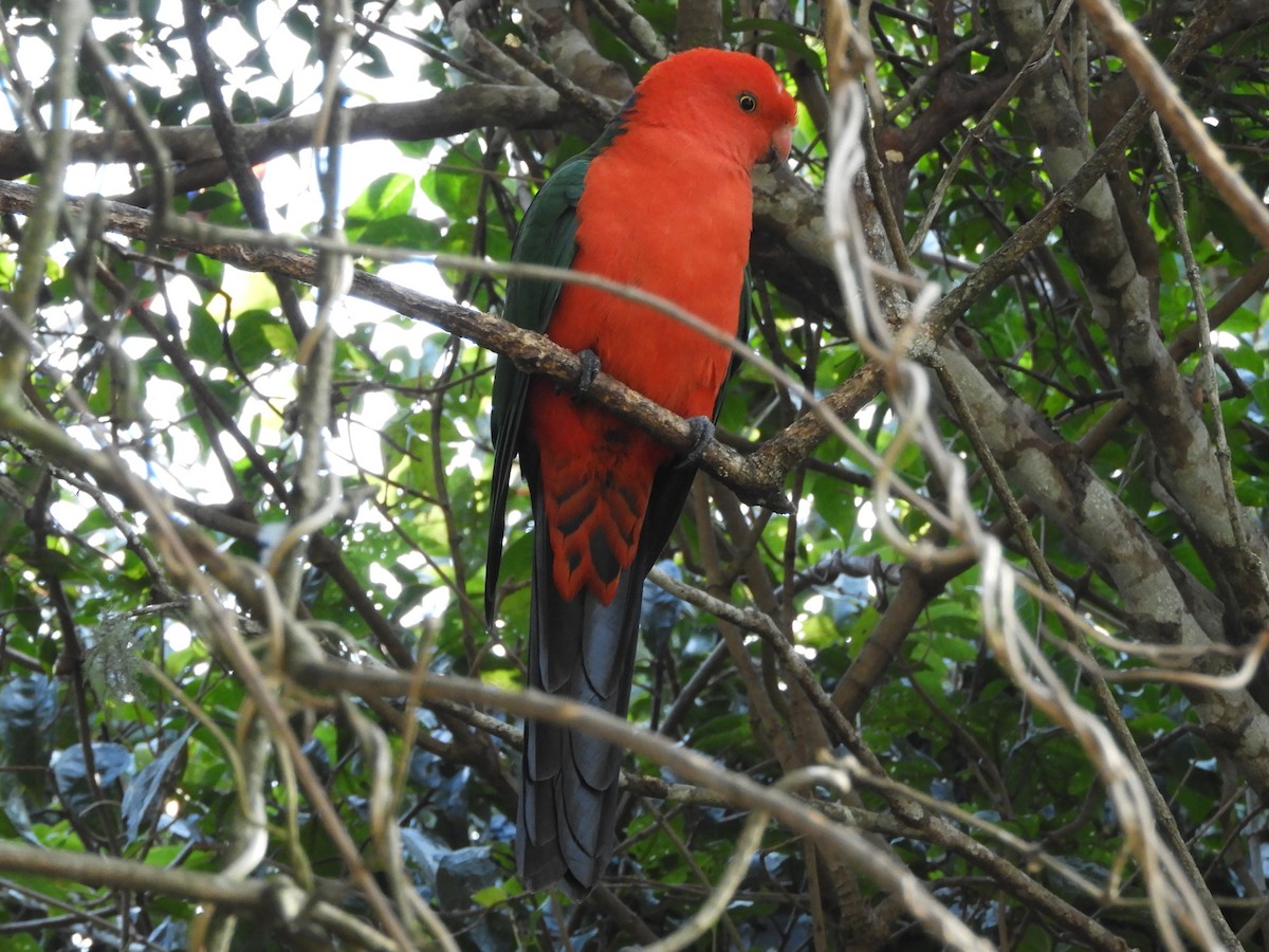 Avustralya Kral Papağanı - ML621060941