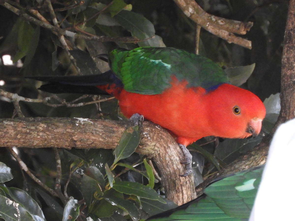 Australian King-Parrot - Natalee Bozzi