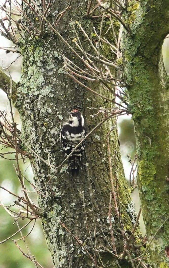 Lesser Spotted Woodpecker - ML621060952