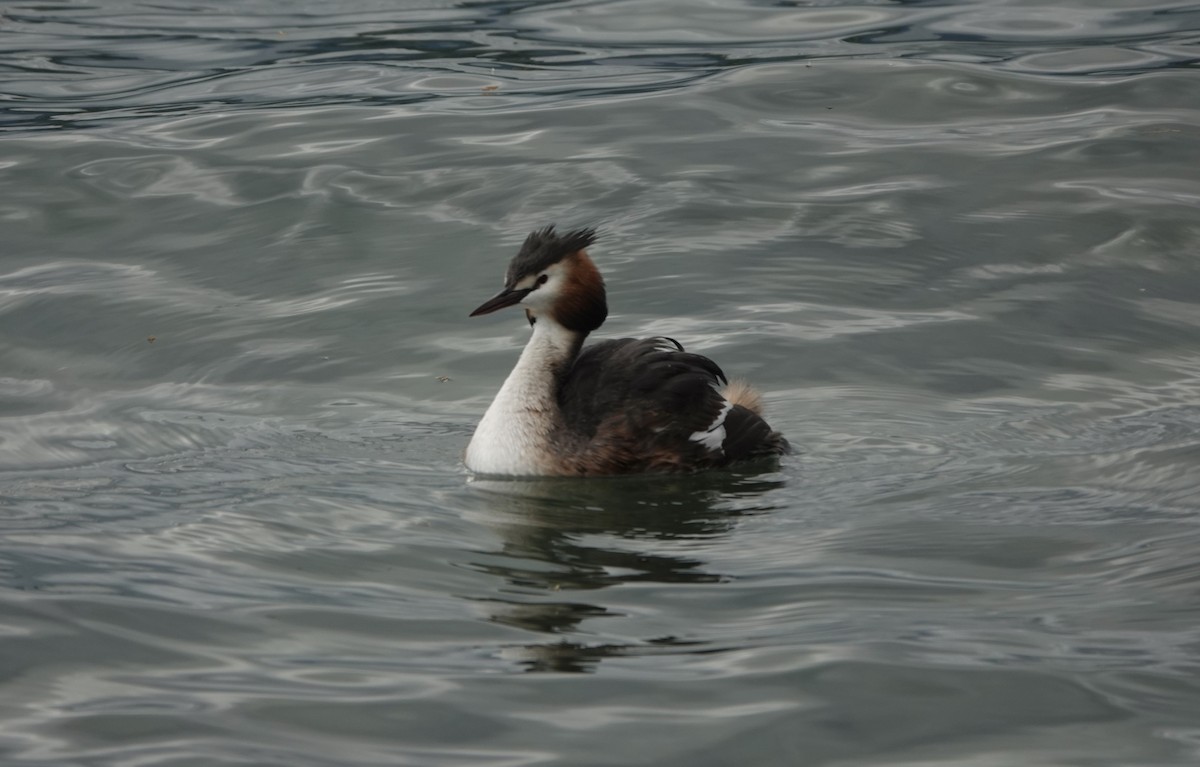 Great Crested Grebe - ML621060971