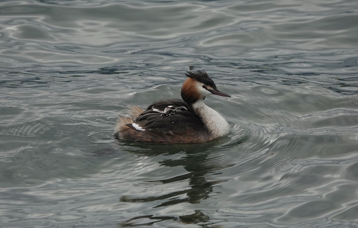 Great Crested Grebe - ML621060973