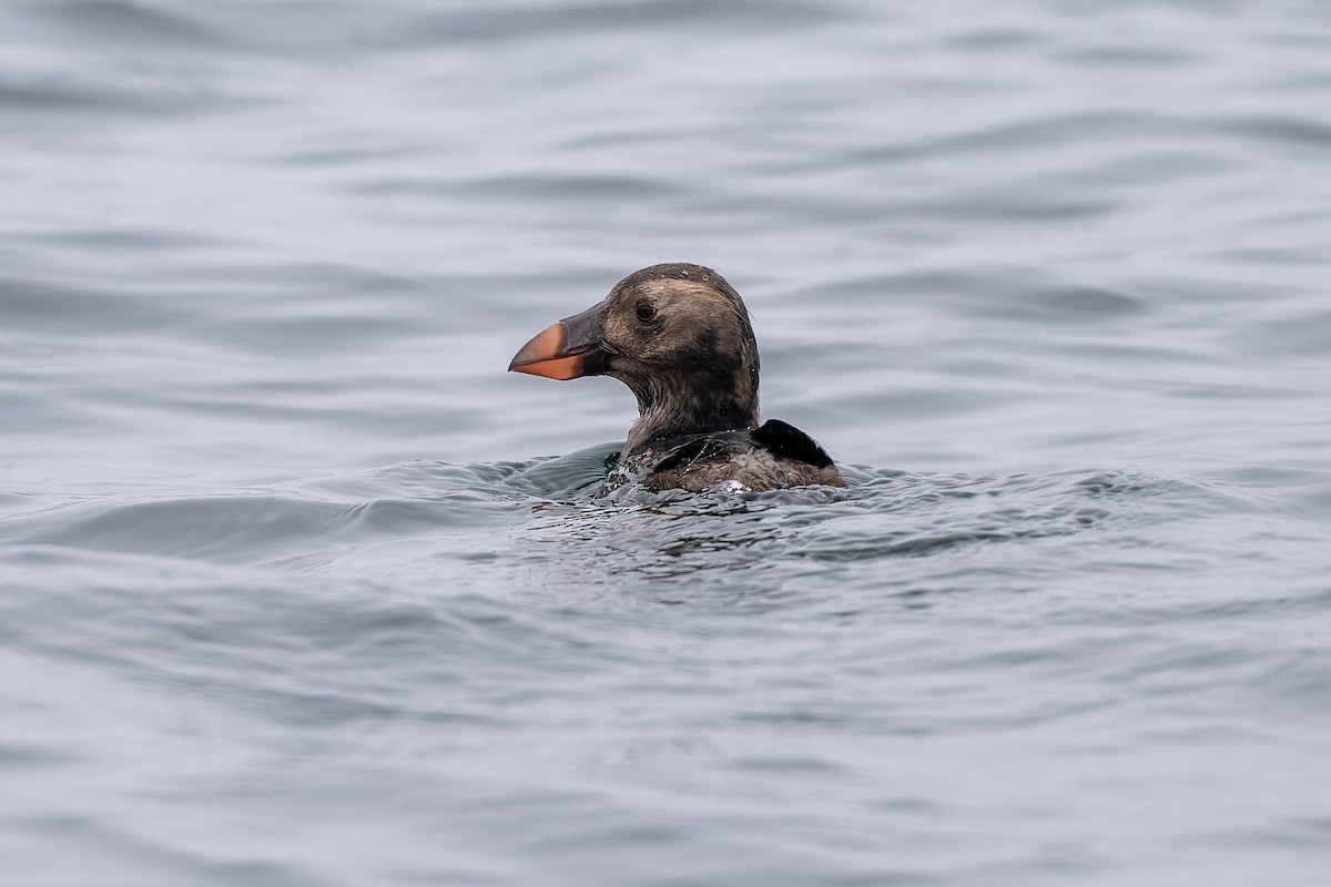 Tufted Puffin - ML621060974