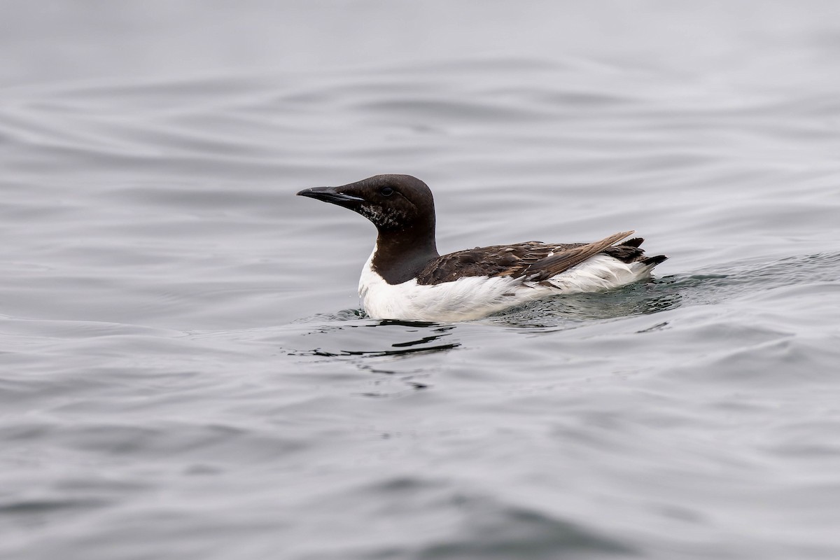 Thick-billed Murre - ML621060976