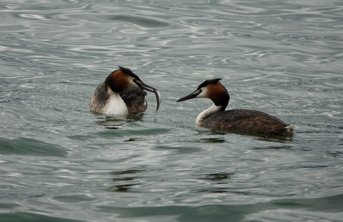 Great Crested Grebe - ML621060995