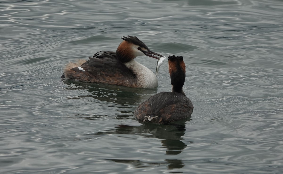 Great Crested Grebe - ML621061000