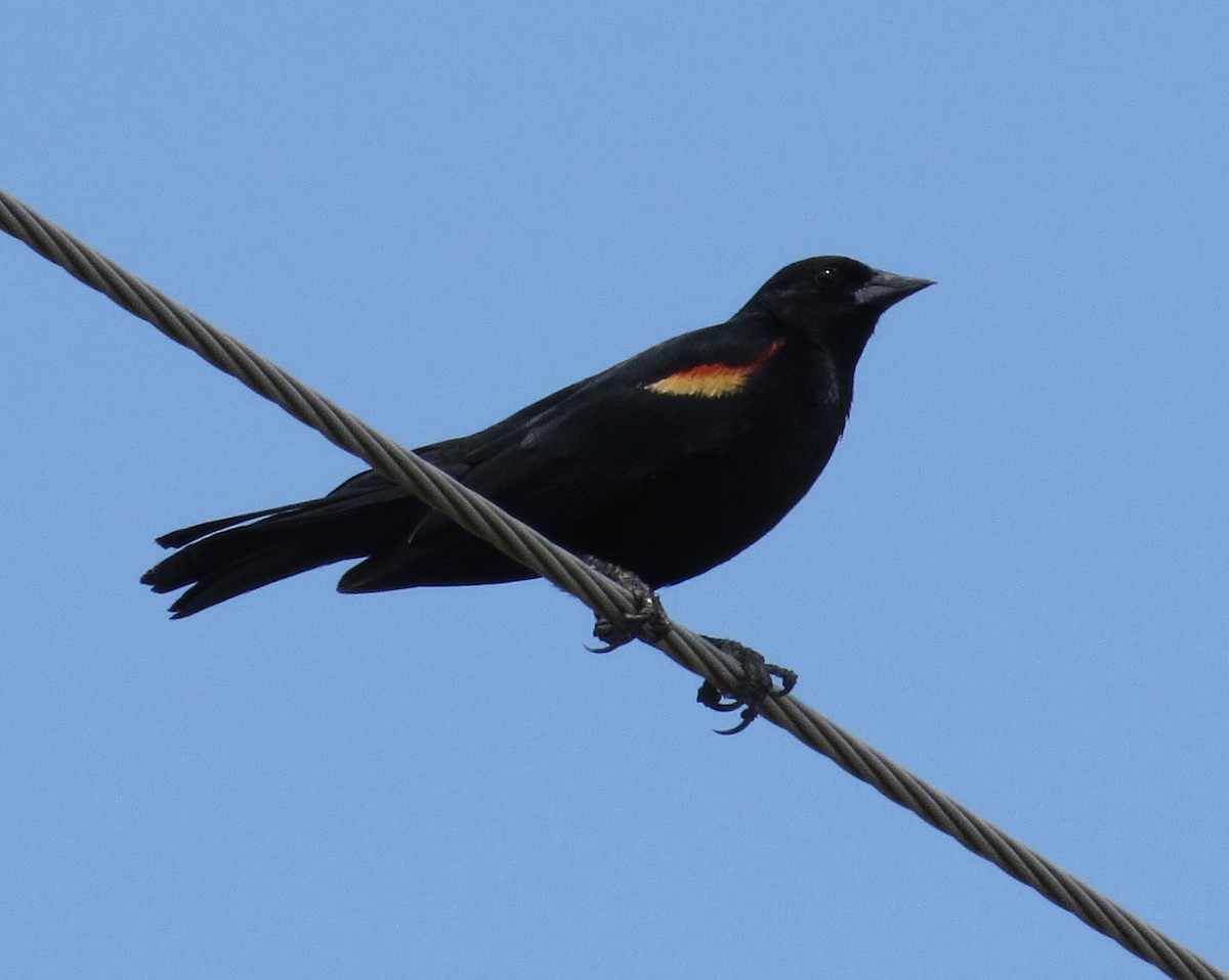 Red-winged Blackbird - ML621061003