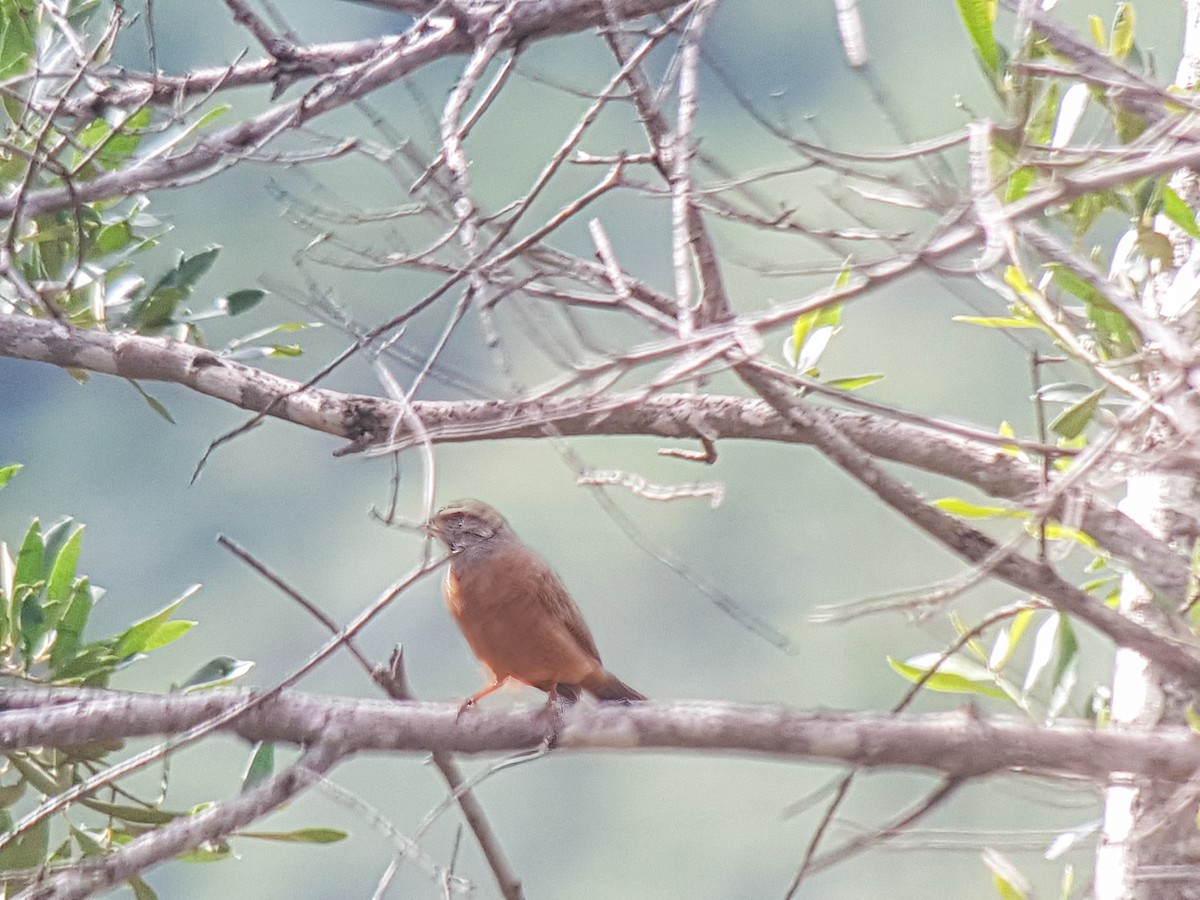 Cinnamon-breasted Bunting - ML621061009