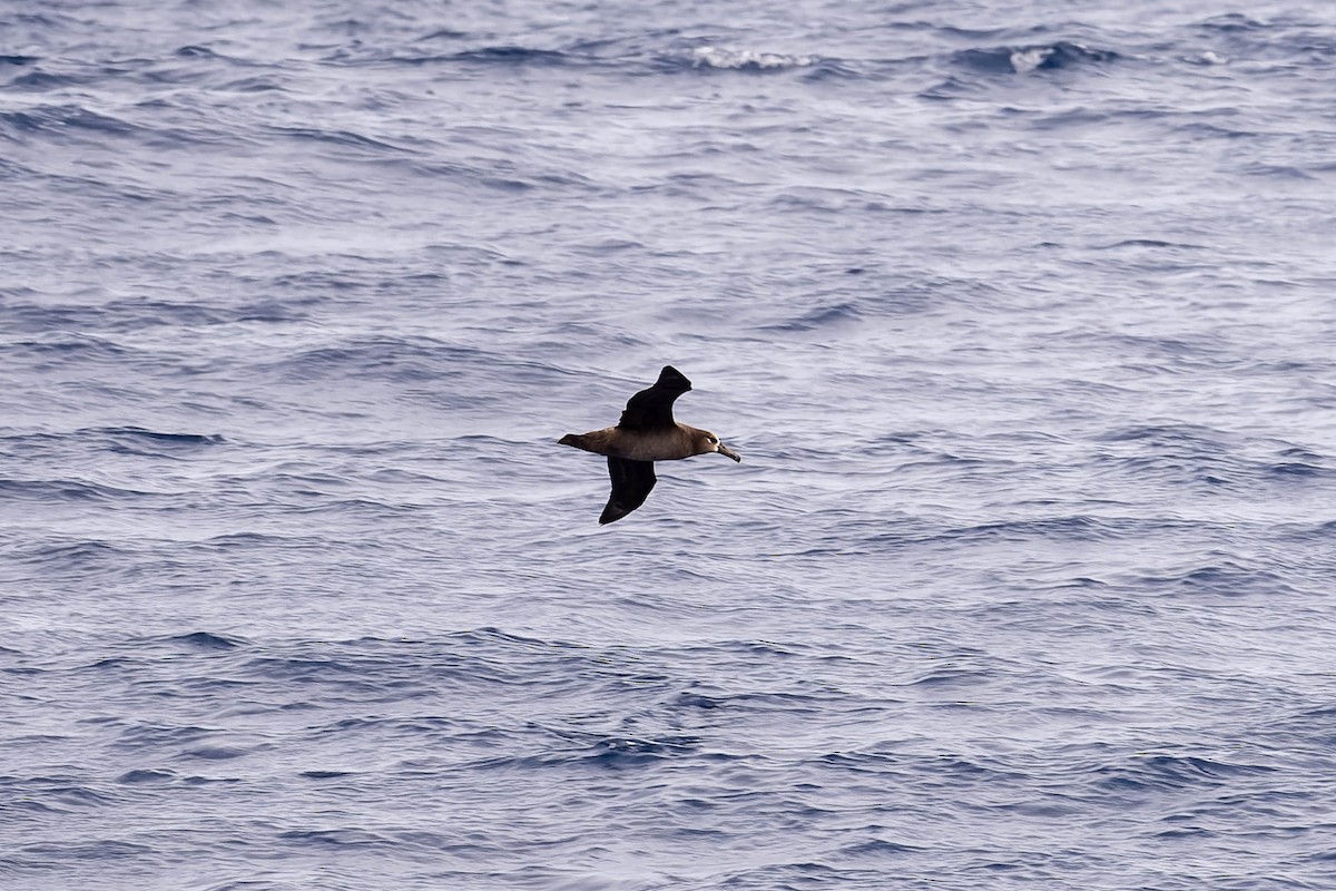 albatros černonohý - ML621061037