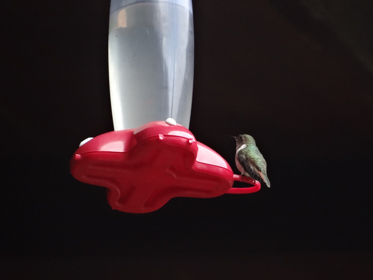 Volcano Hummingbird (Heliotrope-throated) - ML621061039
