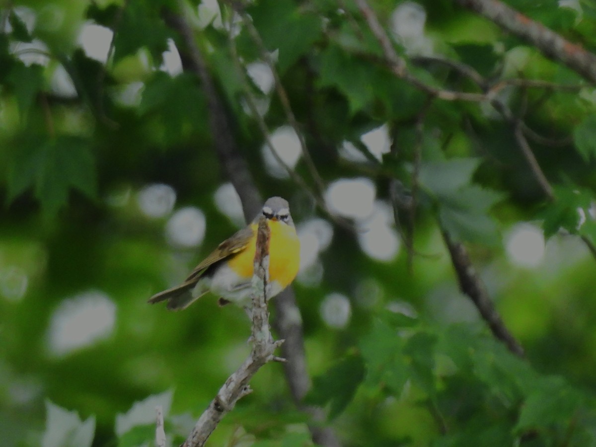 Yellow-breasted Chat - ML621061055