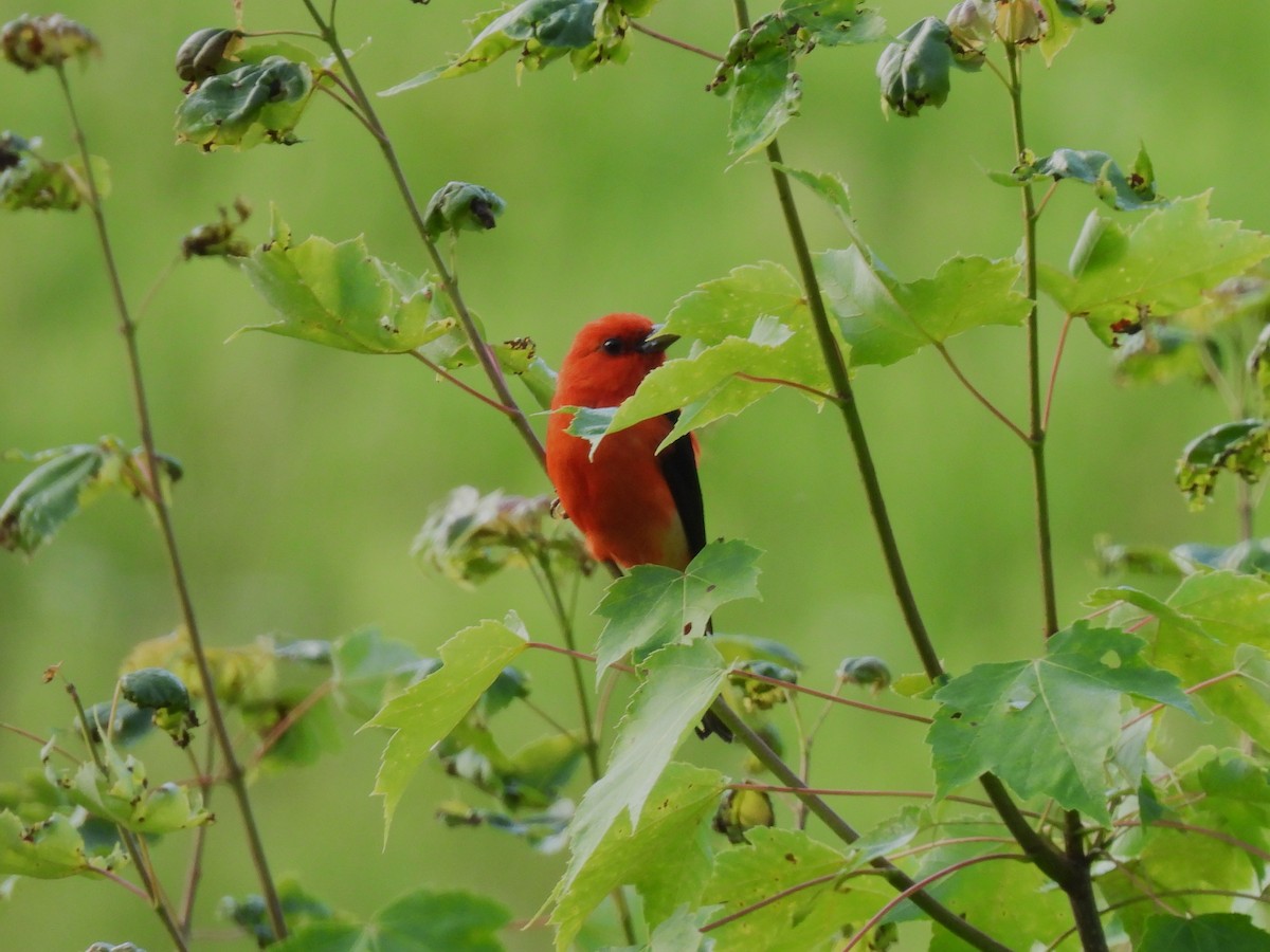Scarlet Tanager - ML621061081