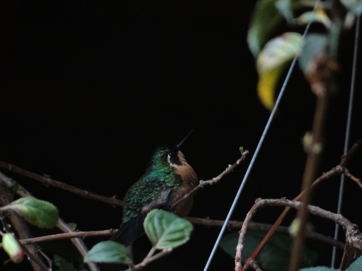 White-throated Mountain-gem (Gray-tailed) - ML621061086