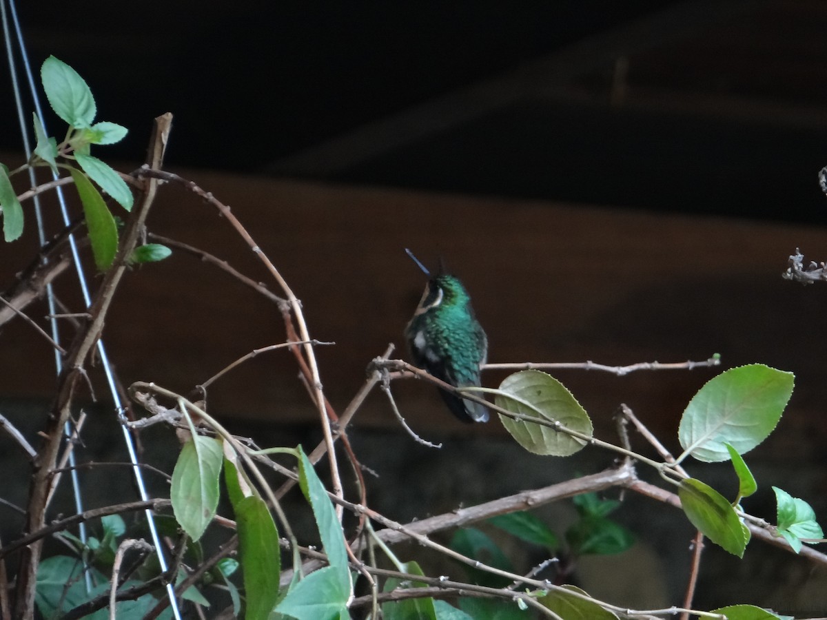 White-throated Mountain-gem (Gray-tailed) - ML621061089