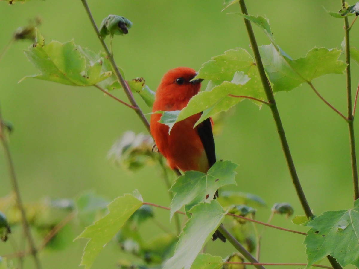 Scarlet Tanager - ML621061093
