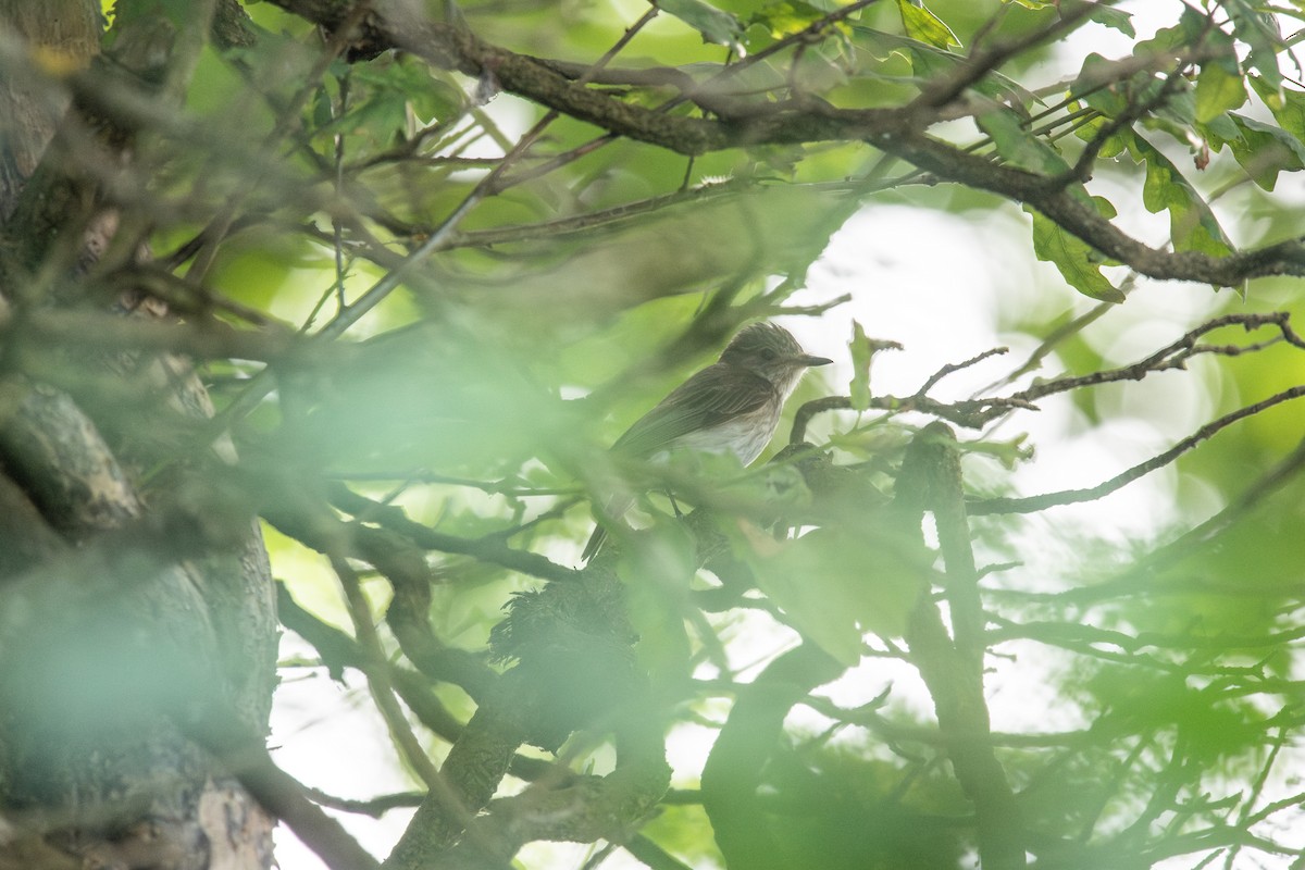 Spotted Flycatcher (Spotted) - ML621061098