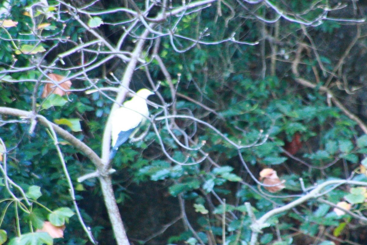 Pied Imperial-Pigeon - ML621061111