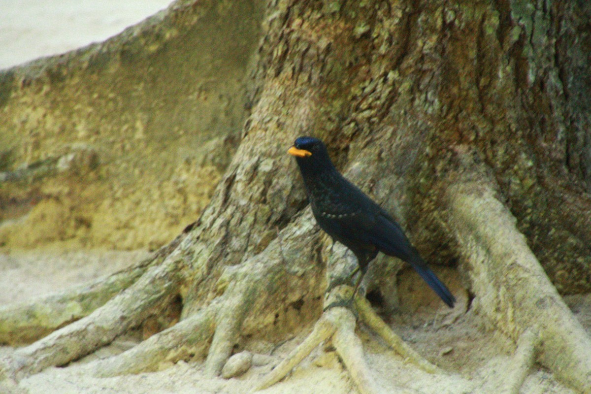 Blue Whistling-Thrush - ML621061139